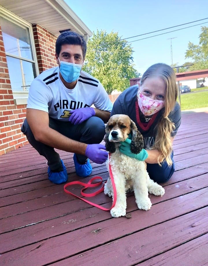 two staff with a dog